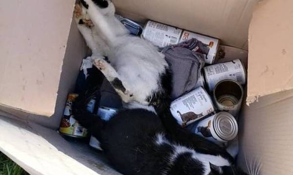 Κτηνωδία στην Πάτρα: Δηλητηρίασαν 15 γάτες στην περιοχή της Ιεροθέου