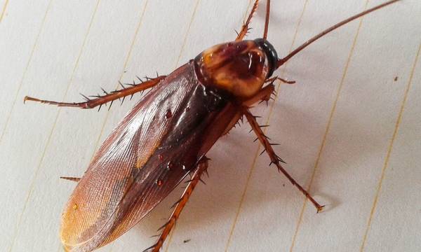 Λάρισα: Γυναίκα πήγε στο νοσοκομείο με κατσαρίδα στο αυτί της