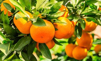 Ραντεβού στα τυφλά - Χωρίς εφαρμοστικές διατάξεις η συνδεδεμένη στα πορτοκάλια!