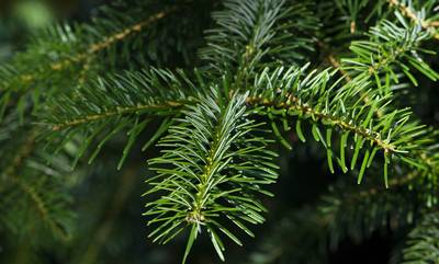 Ο Δήμος Β. Κυνουρίας ανακυκλώνει τα Χριστουγεννιάτικα δένδρα