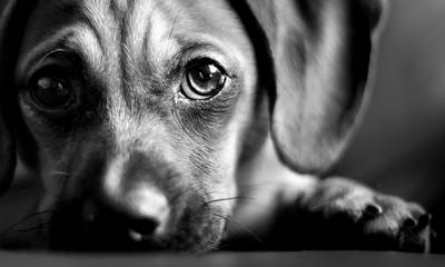 Νέα κακοποίηση ζώου στη Πάτρα: Έδεσε τον σκύλο με αλυσίδα και τον έσερνε με το αυτοκίνητο