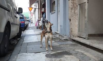 Ο «Χάτσικο» των Χανίων: Σκύλος περιμένει το νεκρό αφεντικό του έξω από το σπίτι