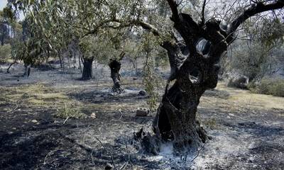 Αποζημιώσεις - ΕΛΓΑ: Απλήρωτοι 1,5 χρόνο μετά τις πυρκαγιές οι αγρότες της Ηλείας