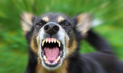 Περιπέτεια για 60χρονο στην Κορινθία: Δέχθηκε επίθεση από αδέσποτα σκυλιά