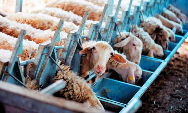 ΟΠΕΚΕΠΕ: Οι δικαιούχοι των 89 εκατ. ευρώ για τις ζωοτροφές