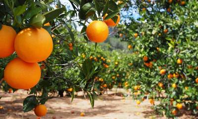 Tι γίνεται με το πορτοκάλι στη Λακωνία; Χαμηλή η ζήτηση ακριβά τα μεροκάματα!