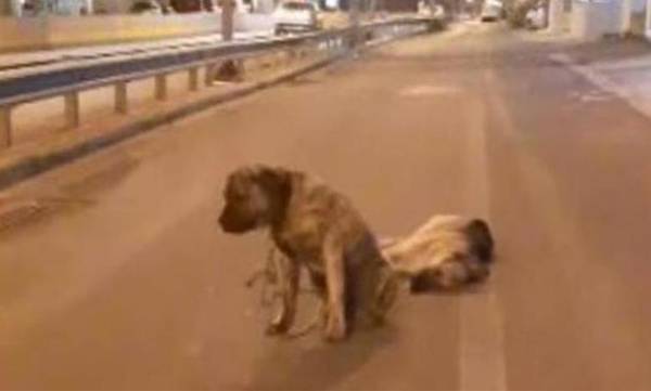 Κρήτη: Ραγίζει καρδιές σκύλος που θρηνεί τον νεκρό φίλο του και αρνείται να τον εγκαταλείψει (video)