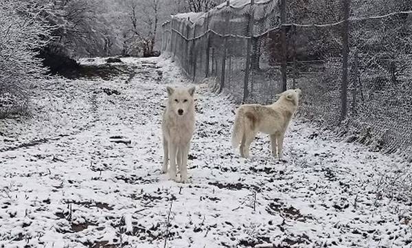 Εντυπωσιακές εικόνες: Λευκοί λύκοι υποδέχονται το πρώτο χιόνι στο Νυμφαίο