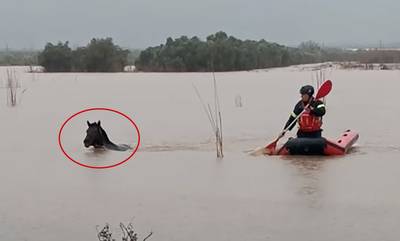 Λακωνία: Μέχρι και τα άλογα .. κολύμπησαν, στην πλημμύρα της Σκάλας! (video)