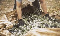 Κρήτη: Μάζευε τις ελιές από ξένα χωράφια - Έβγαλε πάνω από 27.000 ευρώ μέσα σε 2 μήνες