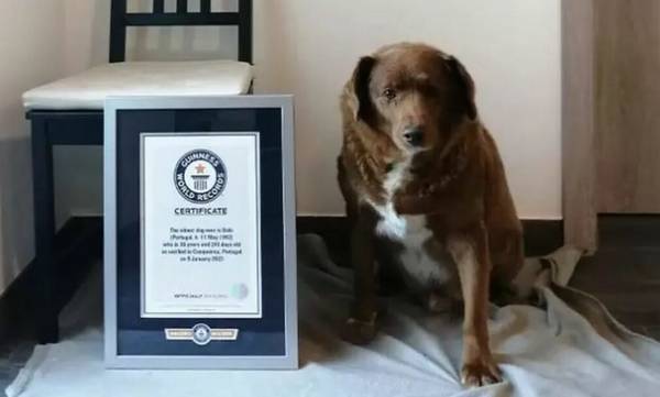 Πορτογαλία: Ο γηραιότερος σκύλος των Ρεκόρ Γκίνες, ο 30χρονος Bobi, ξέφυγε δύο φορές από το θάνατο