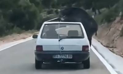 Δείτε βίντεο: Φόρτωσε ένα τεράστιο αγριογούρουνο στην οροφή ενός Peugeot 205