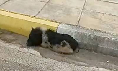 Ναύπλιο: Φοβισμένο μωρό αγριογούρουνο κρύβεται κάτω από αυτοκίνητο (video)