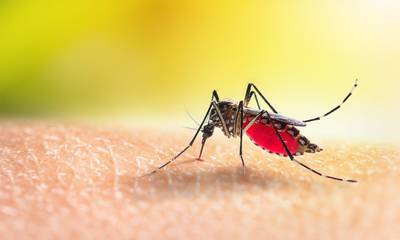 Αυστραλία: Υγειονομικός συναγερμός για σπάνια ασθένεια που μεταδίδουν τα κουνούπια