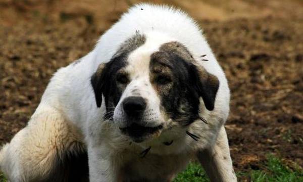 Κτηνωδία: Πυροβόλησε με αεροβόλο σκύλο στην Αμαλιάδα