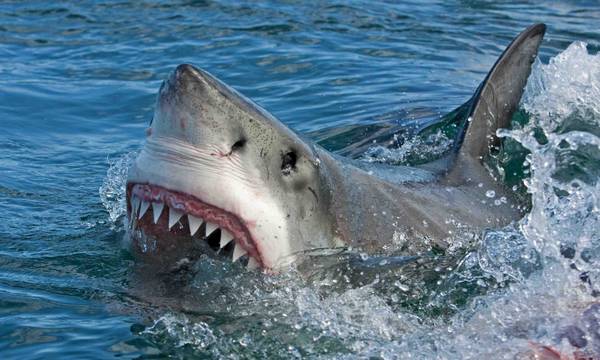 Τρόμος στη Νέα Καληδονία: Αυστραλός τουρίστας σκοτώθηκε από επίθεση καρχαρία (video)