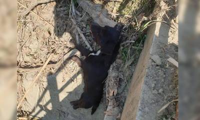 Φρίκη στον Πύργο: Κρέμασαν σκύλο σε γέφυρα έξω από το χωριό Αρβανίτη - Σκληρές εικόνες