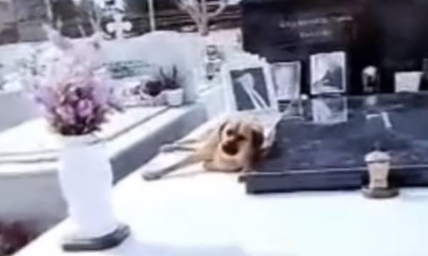 Κρήτη: Συγκινεί ο σκύλος που δεν φεύγει από το μνήμα του αφεντικού του (video)