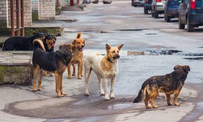 Τρίπολη: Επίθεση από αγέλη αδέσποτων σκύλων σε 12χρονο