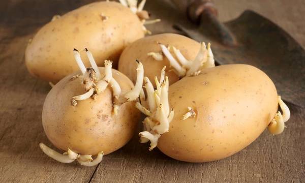 Πατάτες με φύτρες: Είναι ασφαλείς προς κατανάλωση;