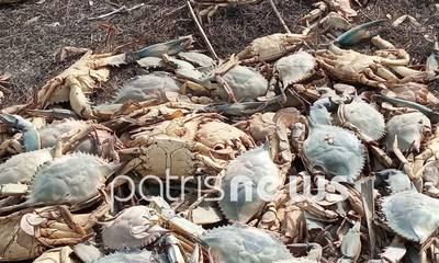 Ηλεία - Οικολογική καταστροφή στη λιμνοθάλασσα Κοτυχίου: Μαζικός θάνατος χιλιάδων καβουριών