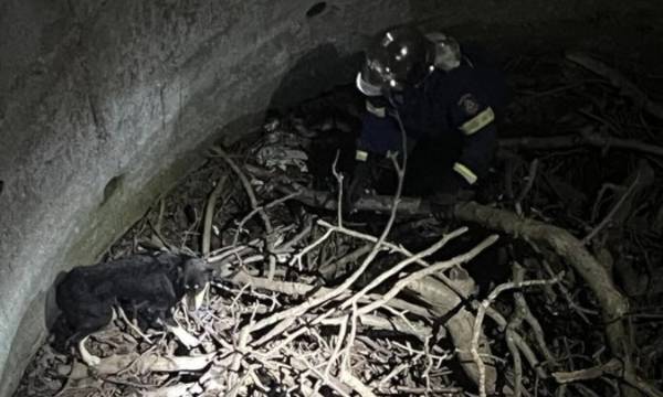 Τρίπολη: Πυροσβέστες έσωσαν σκύλο που έπεσε σε πηγάδι