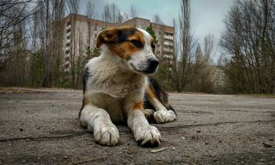 Υπάρχει κάτι περίεργο με τα σκυλιά που ζουν στο Τσερνόμπιλ
