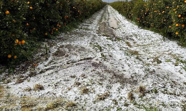 Λακωνία: Πληγές από χαλαζόπτωση μετρούν οι Αγροτοκτηνοτρόφοι, στον Δήμο Ευρώτα