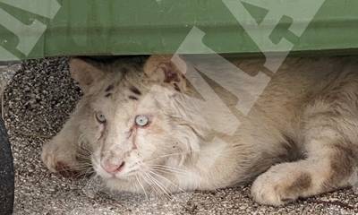 Λευκό τιγράκι βρέθηκε εγκαταλελειμμένο στα σκουπίδια του Αττικού Ζωολογικού Πάρκου