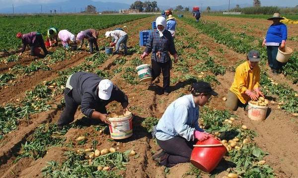«Καμπανάκι» αγροτών για τους εργάτες γης - Καθυστερούν οι μετακλήσεις