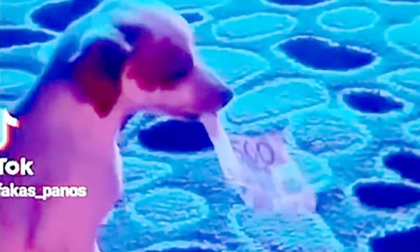 Κορινθία: Αρχηγός σπείρας Ρομά τάιζε το σκύλο του 500ευρα! (video)