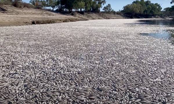 Ανησυχία στην Αυστραλία: Εκατομμύρια νεκρά ψάρια κάλυψαν την επιφάνεια ποταμού (video)