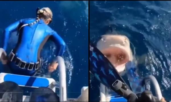 Viral: «Παρά τρίχα»… στα σαγόνια του καρχαρία (video)