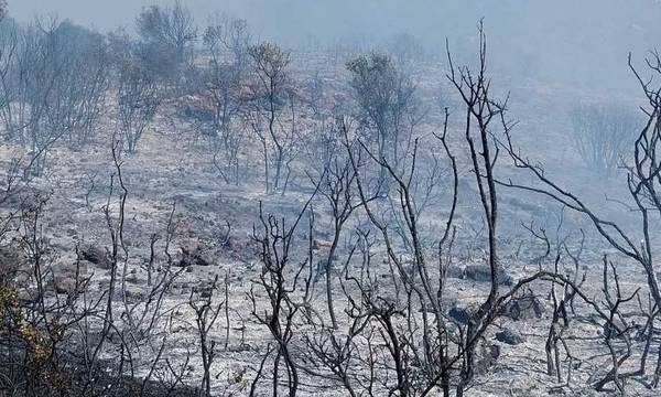 Λακωνία: Οριοθετήθηκε η φωτιά στην περιοχή Χαρακιά (photos)