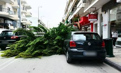 Ναύπλιο: Πτώση δέντρου πάνω σε σταθμευμένα οχήματα (photos)