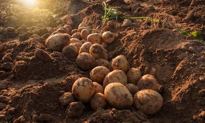 Μεσσηνία: Βροχές καθυστερούν τη συγκομιδή ανοιξιάτικης πατάτας