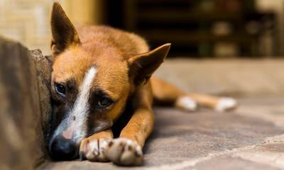 Πύργος: Δηλητηρίασαν αδέσποτα σκυλιά στην Σπιάντζα - Οι κάτοικοι δίνουν αμοιβή για τους δράστες