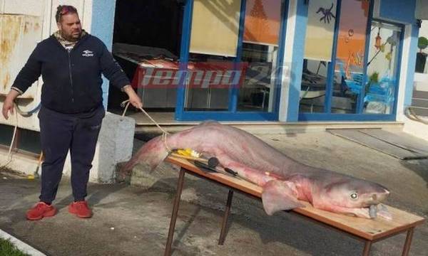 Πάτρα: Ψαράδες έπιασαν μεγάλο καρχαρία στο Ρίο – Αντίρριο