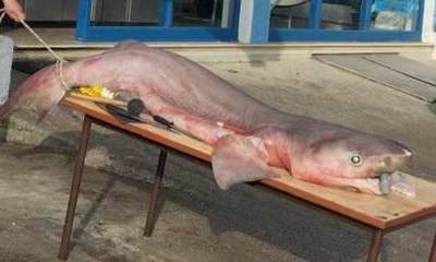 Πάτρα: Ψαράδες έπιασαν μεγάλο καρχαρία στο Ρίο – Αντίρριο
