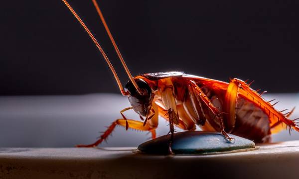 Απίστευτο περιστατικό στην Ονδούρα: Γιατροί αφαίρεσαν κατσαρίδα από τον... κόλπο μιας γυναίκας!