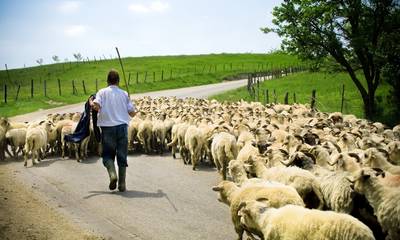 ΚΚΕ Λακωνίας: Η  κυβέρνηση με το καλάθι του Πάσχα εκβιάζει κτηνοτρόφους και συνθλίβει κρεοπώλες