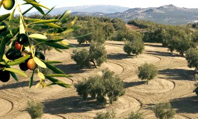 Πελοπόννησος: 2,6 εκ ευρώ για την παραγωγικότητα και τη βιωσιμότητα της γεωργίας