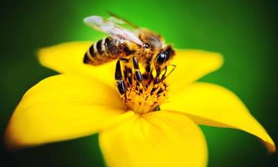 Αγαπάμε τις μέλισσες: Δεν χρησιμοποιούμε φυτοφάρμακα τώρα που ανθίζει η πλάση!