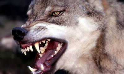 Λύκοι ξαναβρήκαν την Πελοπόννησο - Ξεσκίζουν ζώα και τρομάζουν κτηνοτρόφους!