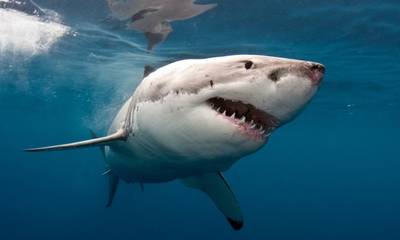 Καρχαρία 5 μέτρων στη λακωνική θάλασσα εμφανίζει video - Oι αρχές δεν έχουν ενημέρωση