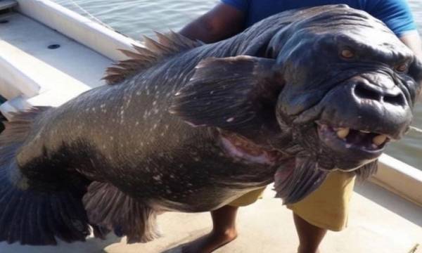 Viral: Το ψάρι – γορίλας που έχει μπερδέψει το internet