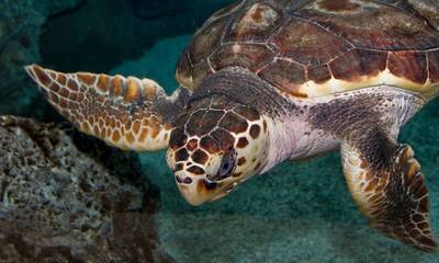 Λακωνία: Ασυνείδητος έσφαξε χελώνα στη Χαρακιά! (Προσοχή, σκληρή εικόνα)
