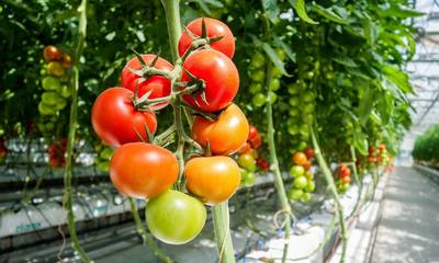 Πώς θα αντιμετωπίσετε τους εχθρούς στη ντομάτα θερμοκηπίου
