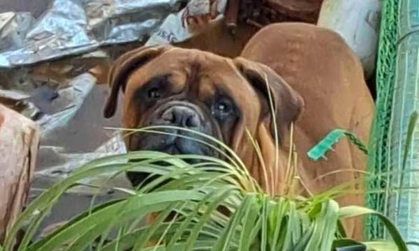 Ηλεία: Παρέμβαση φιλόζωων για σκύλο που ζούσε σε άθλιες συνθήκες στην Αμαλιάδα