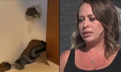 ΗΠΑ: Γυναίκα αγόρασε σπίτι και ανακάλυψε φίδια μέσα στους τοίχους